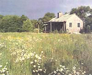 Planting a Lawn in Fall Image